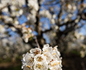 Orchard Blossom 48